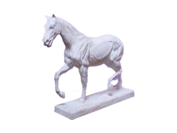 Sculpture en plâtre cheval écorché par Leduc Marcel