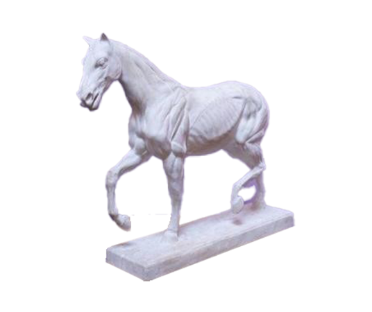 Plaster sculpture of a skinned horse by Leduc Marcel