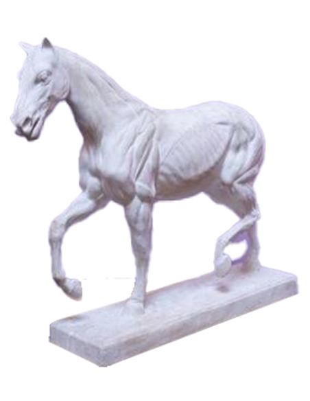 2021-Plaster sculpture of a skinned horse by Leduc Marcel